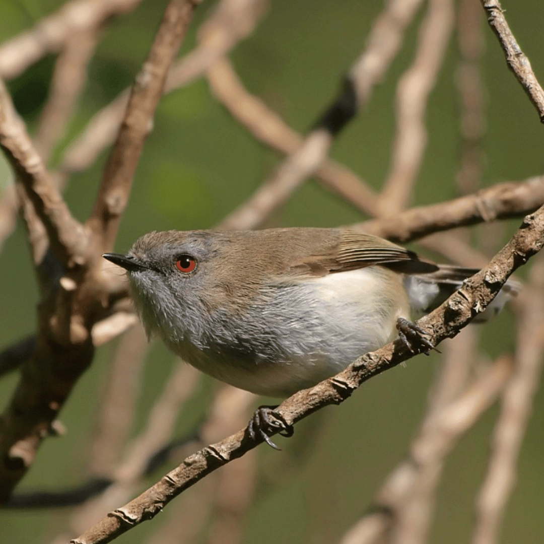 Grey Warbler MyNativeForest
